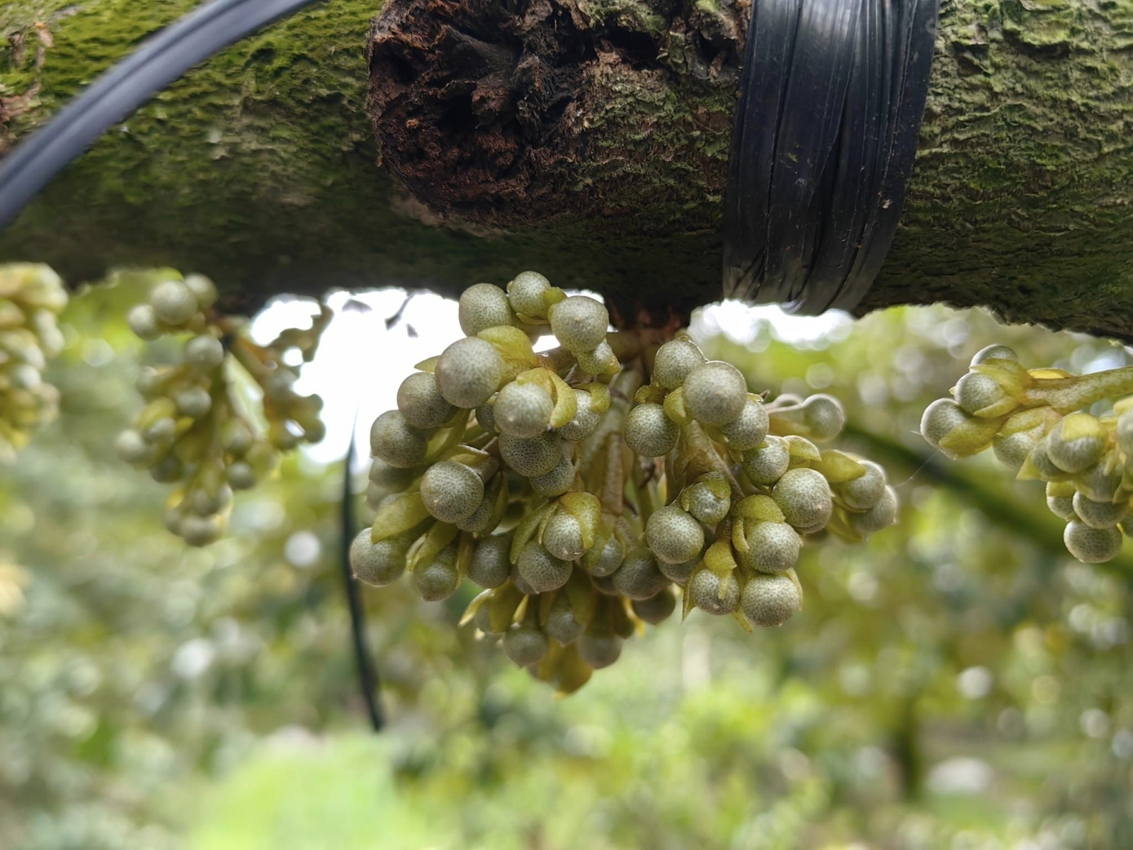 4 BƯỚC XỬ LÝ TẠO MẦM HOA CHO SẦU RIÊNG