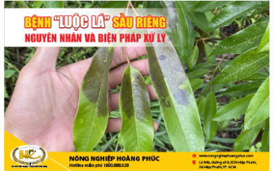 CÁCH NHẬN BIẾT SỚM VÀ PHÒNG TRỊ ĐÚNG BỆNH LUỘC LÁ Ở SẦU RIÊNG
