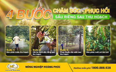 4 BƯỚC CHĂM SÓC VÀ PHỤC HỒI SẦU RIÊNG SAU THU HOẠCH