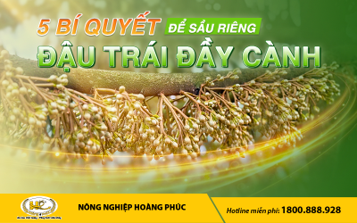 5 BÍ QUYẾT ĐỂ SẦU RIÊNG ĐẬU TRÁI ĐẦY CÀNH