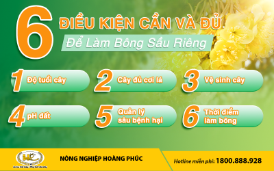 6 ĐIỀU KIỆN CẦN VÀ ĐỦ ĐỂ LÀM BÔNG SẦU RIÊNG
