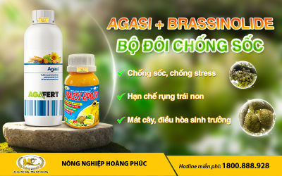 GIẢI PHÁP CHỐNG SỐC NHIỆT HIỆU QUẢ CHO SẦU RIÊNG