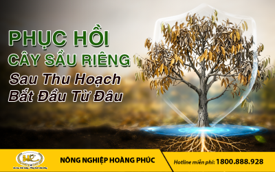 PHỤC HỒI CÂY SẦU RIÊNG SAU THU HOẠCH BẮT ĐẦU TỪ ĐÂU? 
