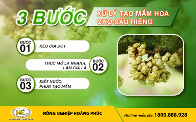3 BƯỚC XỬ LÝ TẠO MẦM HOA CHO SẦU RIÊNG