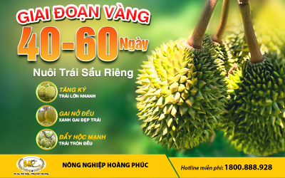 GIAI ĐOẠN "VÀNG" 40 - 60 NGÀY NUÔI TRÁI SẦU RIÊNG - NHÀ VƯỜN KHÔNG NÊN BỎ QUA