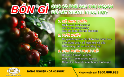 BÓN GÌ CHO CÀ PHÊ SAU THU HOẠCH ĐỂ CÂY NHANH PHỤC HỒI?