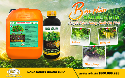 BÓN PHÂN CHO CÀ PHÊ ĐẦU MÙA MƯA