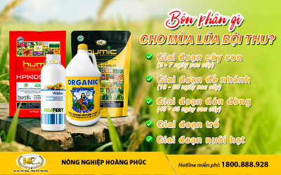BÓN PHÂN GÌ CHO MÙA LÚA BỘI THU?