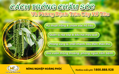 CÁCH TRỒNG CHĂM SÓC VÀ PHÒNG BỆNH TRÊN CÂY HỒ TIÊU 