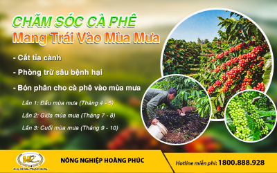 CHĂM SÓC CÀ PHÊ MANG TRÁI VÀO MÙA MƯA