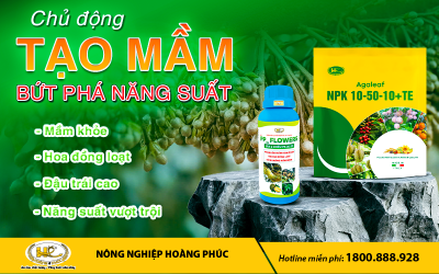CHỦ ĐỘNG TẠO MẦM, BỨT PHÁ NĂNG SUẤT VỚI PP_FOS VÀ AGALEAF NPK 10.50.10 + TE