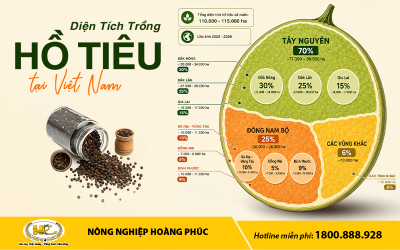 HỒ TIÊU VIỆT NAM: ĐIỂM SÁNG TRONG “BỨC TRANH” NÔNG NGHIỆP