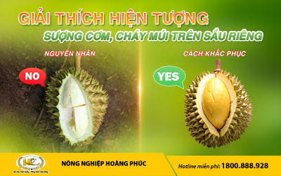 GIẢI THÍCH HIỆN TƯỢNG SƯỢNG CƠM, CHÁY MÚI TRÊN SẦU RIÊNG