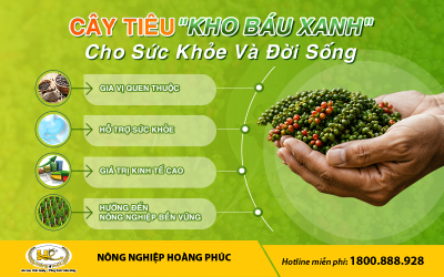 CÂY TIÊU – "KHO BÁU XANH" CHO SỨC KHỎE VÀ ĐỜI SỐNG 