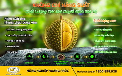 KHÔNG CHỈ NĂNG SUẤT, VÌ SAO CHẤT LƯỢNG TRÁI SẦU RIÊNG NGÀY CÀNG QUAN TRỌNG?