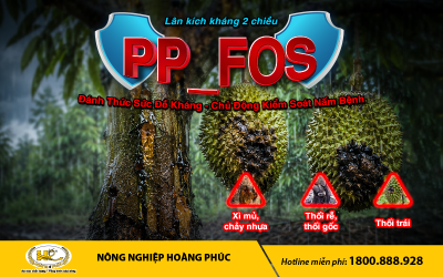 LÂN KÍCH KHÁNG 2 CHIỀU PP_FOS – ĐÁNH THỨC SỨC ĐỀ KHÁNG, CHỦ ĐỘNG KIỂM SOÁT NẤM BỆNH