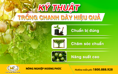 KỸ THUẬT CHĂM SÓC CÂY CHANH DÂY GIAI ĐOẠN CÂY CON