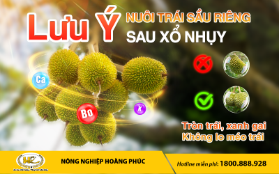 TRÒN TRÁI, XANH GAI – KHÔNG LO MÉO TRÁI