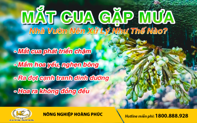 MẮT CUA GẶP MƯA, NHÀ VƯỜN NÊN XỬ LÝ THẾ NÀO?