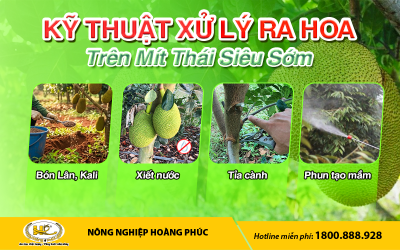 KỸ THUẬT XỬ LÝ RA HOA TRÊN MÍT THÁI SIÊU SỚM