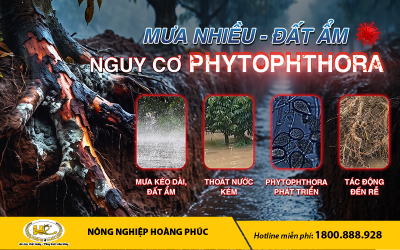 MƯA NHIỀU, ĐẤT ẨM: “ĐIỂM YẾU” CỦA VƯỜN SẦU RIÊNG TRƯỚC PHYTOPHTHORA