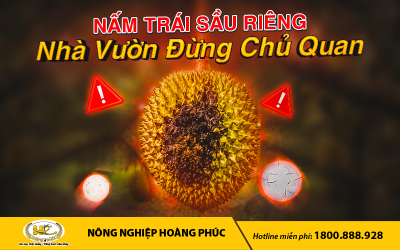 NẤM TRÁI SẦU RIÊNG: NHÀ VƯỜN ĐỪNG ĐỂ THẤT THU CHỈ VÌ CHỦ QUAN
