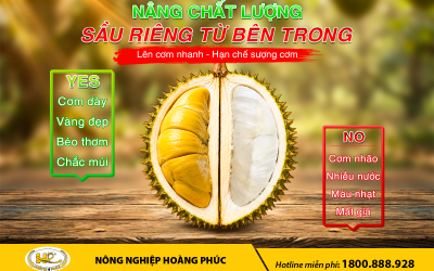 NÂNG CHẤT LƯỢNG SẦU RIÊNG TỪ BÊN TRONG: LÊN CƠM NHANH, CHỐNG SƯỢNG NƯỚC