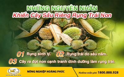 NHỮNG NGUYÊN NHÂN KHIẾN CÂY SẦU RIÊNG RỤNG TRÁI NON