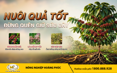 CÀ PHÊ NUÔI QUẢ: TĂNG NĂNG SUẤT NHƯNG ĐỪNG QUÊN GIỮ SỨC CÂY CHO VỤ SAU