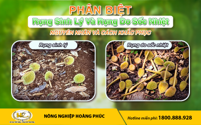 PHÂN BIỆT RỤNG SINH LÝ VÀ RỤNG DO SỐC NHIỆT - NGUYÊN NHÂN VÀ CÁCH  KHẮC PHỤC
