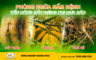 PHÒNG NGỪA NẤM BỆNH TẤN CÔNG SẦU RIÊNG KHI MƯA BÃO