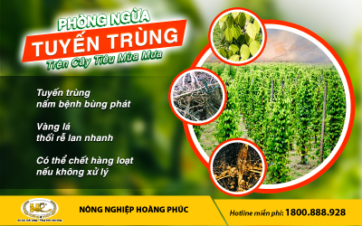PHÒNG NGỪA TUYẾN TRÙNG, VÀNG LÁ, THỐI RỄ TRÊN CÂY TIÊU MÙA MƯA