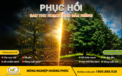 PHỤC HỒI SAU THU HOẠCH CHO SẦU RIÊNG