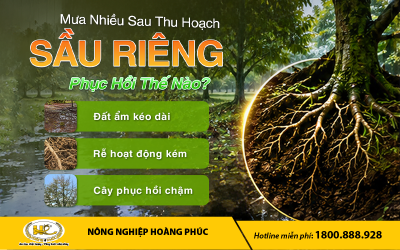 ĐỪNG ĐỂ MƯA NHIỀU LÀM GIÁN ĐOẠN QUÁ TRÌNH PHỤC HỒI SẦU RIÊNG SAU THU HOẠCH 