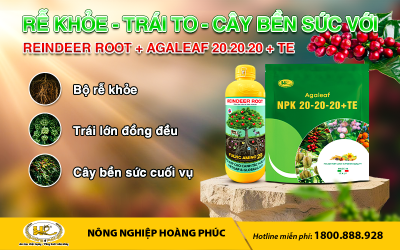 RỄ KHỎE - TRÁI TO - CÂY BỀN SỨC VỚI REINDEER ROOT và AGALEAF 20.20.20 + TE
