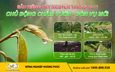 SẦU RIÊNG TÂY NGUYÊN THÁNG 10 - 11: CHỦ ĐỘNG CHĂM VƯỜN, ĐÓN VỤ MỚI