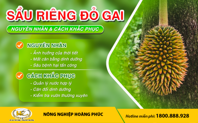 SẦU RIÊNG ĐỎ GAI - NGUYÊN NHÂN & CÁCH KHẮC PHỤC