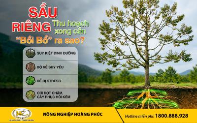 SẦU RIÊNG  MANG TRÁI CẢ MÙA, THU HOẠCH XONG CẦN “BỒI BỔ” RA SAO?