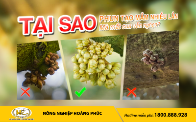 TẠI SAO PHUN TẠO MẦM NHIỀU LẦN MÀ MẮT CUA VẪN NGHẸN?