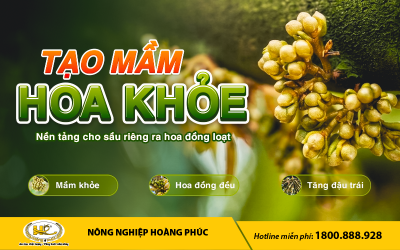TẠO MẦM HOA KHỎE – NỀN TẢNG CHO SẦU RIÊNG RA HOA ĐỒNG LOẠT 