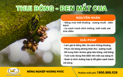 THUI BÔNG - ĐEN MẮT CUA - NGUYÊN NHÂN - GIẢI PHÁP