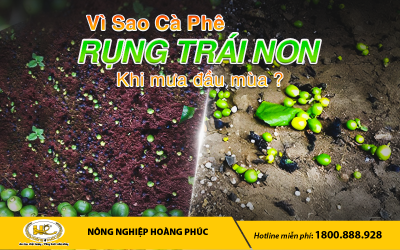 MƯA GIÔNG ĐẦU MÙA: NGUY CƠ RỤNG TRÁI NON CÀ PHÊ & CÁCH PHÒNG TRÁNH?