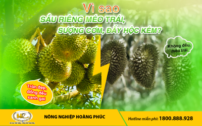 SẦU RIÊNG TRÒN ĐẸP, ĐẦY HỘC ĐỒNG ĐỀU, XANH GAI, HẠN CHẾ MÉO TRÁI