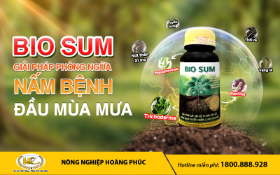 PHÒNG NGỪA NẤM BỆNH ĐẦU MÙA MƯA