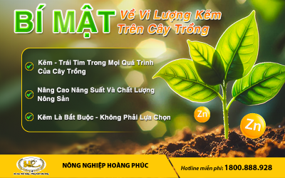 BÍ MẬT VỀ VI LƯỢNG KẼM TRÊN CÂY TRỒNG