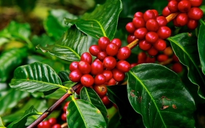 Cách trồng và chăm sóc cây cà phê