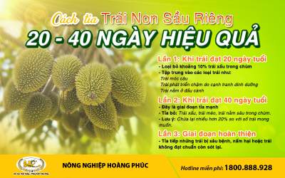 CÁCH TỈA TRÁI NON SẦU RIÊNG 20-40 NGÀY HIỆU QUẢ 