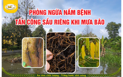 PHÒNG NGỪA NẤM BỆNH TẤN CÔNG SẦU RIÊNG KHI MƯA BÃO