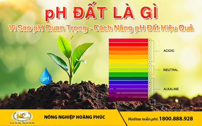 pH ĐẤT LÀ GÌ -  VÌ SAO pH QUAN TRỌNG - CÁCH NÂNG pH ĐẤT HIỆU QUẢ