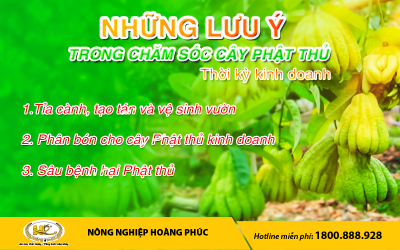 NHỮNG LƯU Ý TRONG CHĂM SÓC CÂY PHẬT THỦ THỜI KỲ KINH DOANH